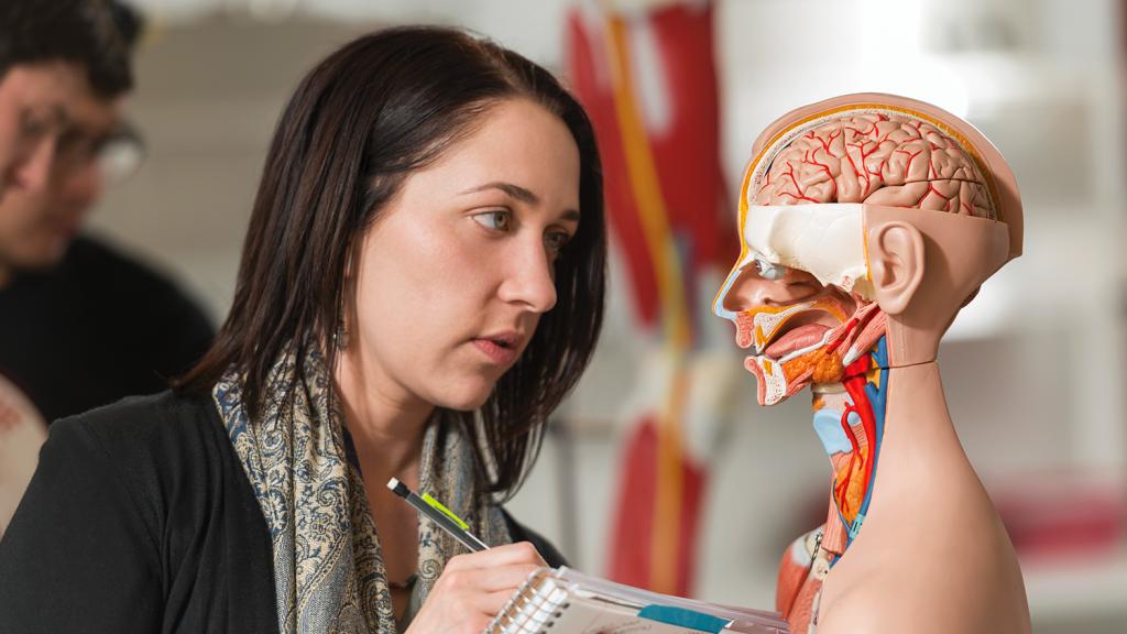 student studying anatomy model