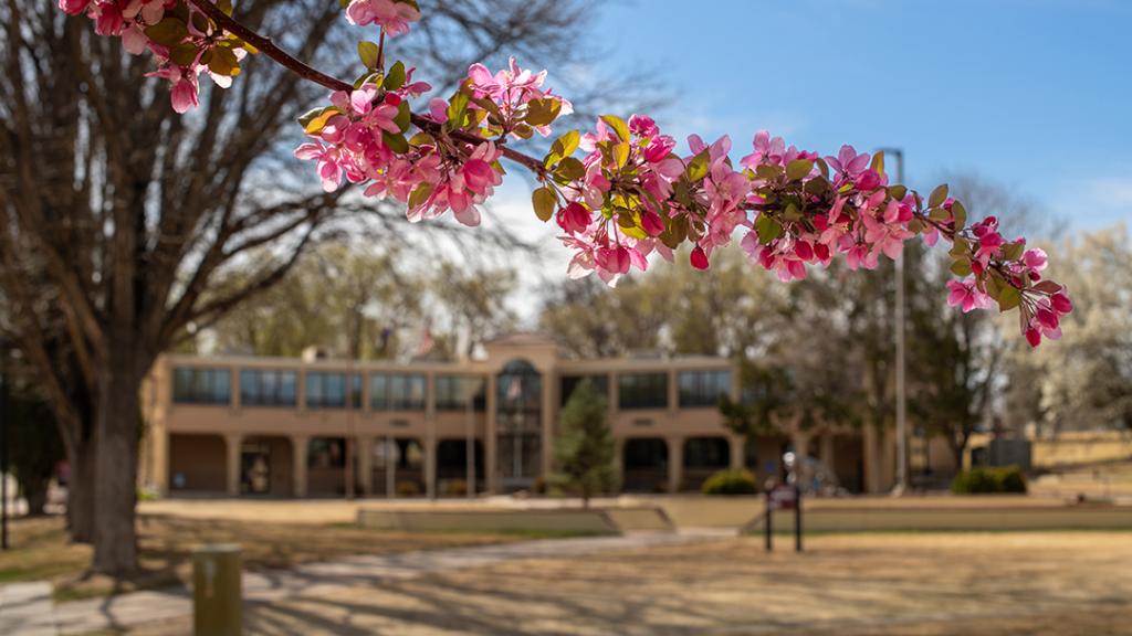 Spring blossoms in front of CA building