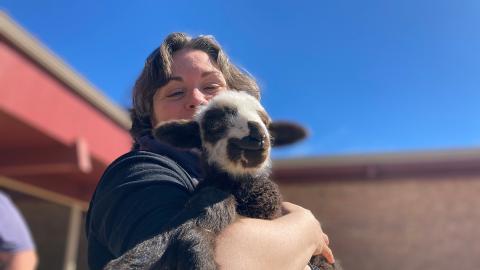 person holding baby lamb