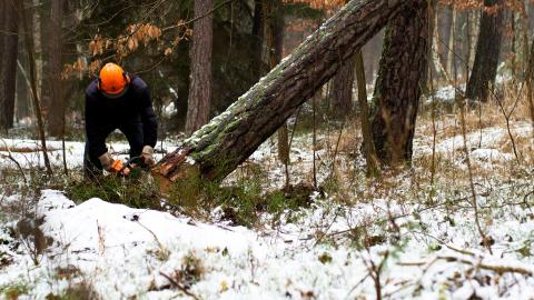 a tree being cut down in the forest