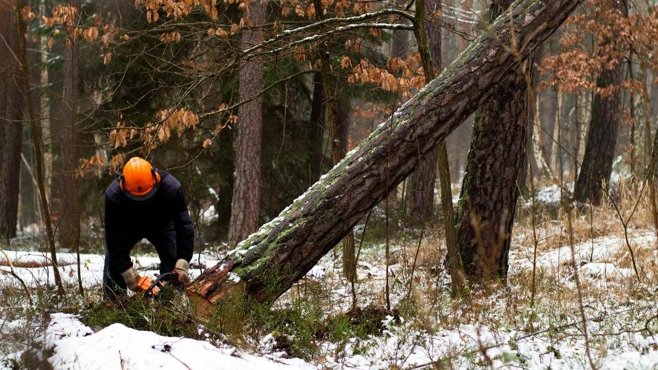 a tree being cut down in the forest