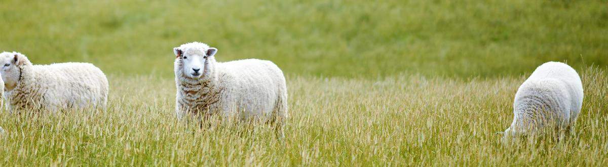 Livestock in field