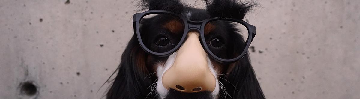 wacky dog wearing glasses