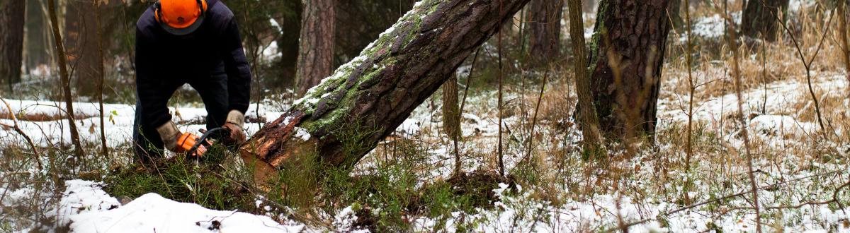 a tree being cut down in the forest